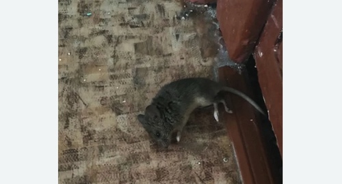 Дезинфекция от мышей в Жигулевске