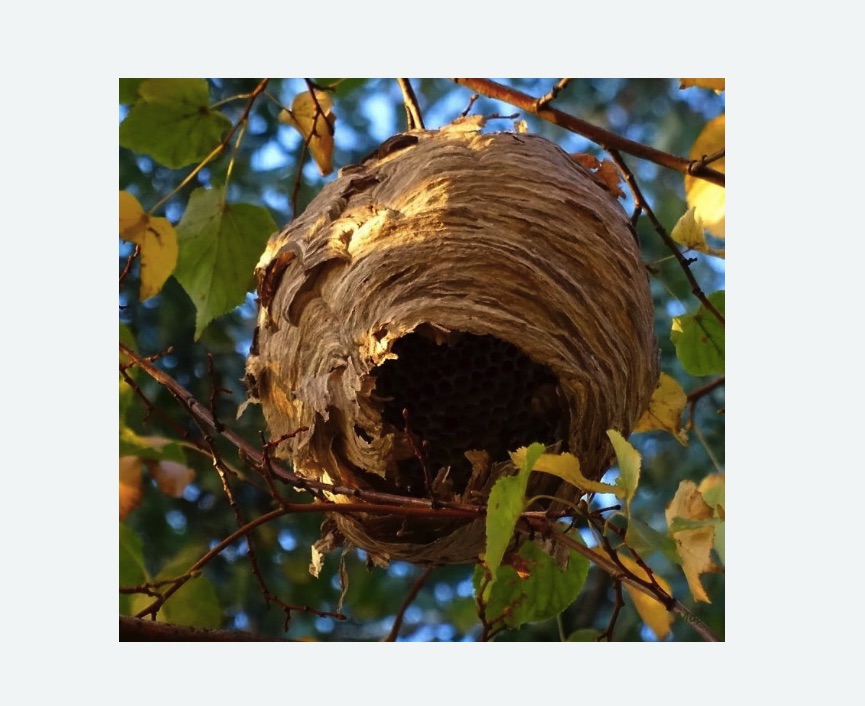 Обработка от шершней в Жигулевске