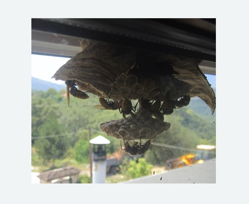 Уничтожение гнёзд шершней в Жигулевске