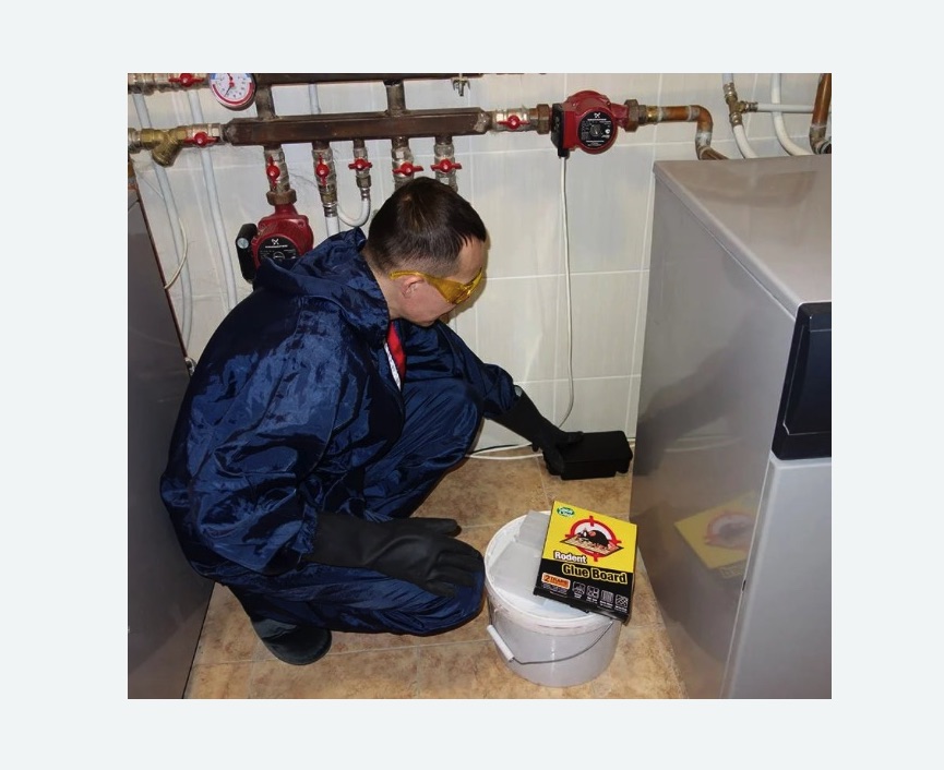 Уничтожение крыс в Жигулевске