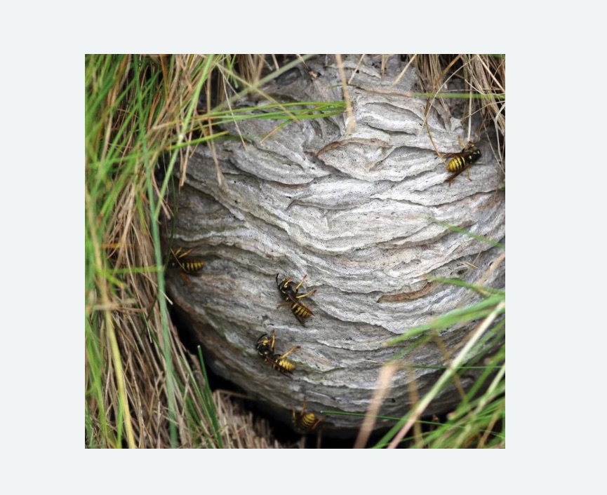 Уничтожение ос и ульев в Жигулевске